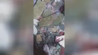 چشمه دکتر فیش