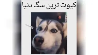 کیوت ترین سگ دنیا