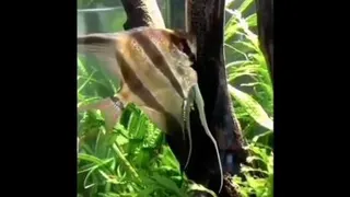 آفرود ماهی 😃