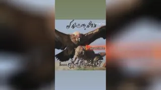 عنوان فیلم