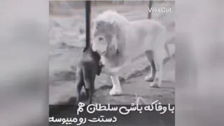 با وفا