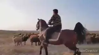 عشایر