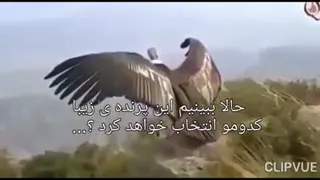 پرواز