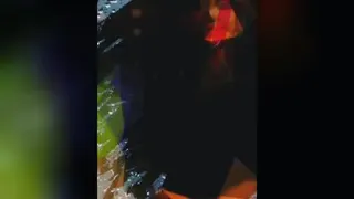 عشق
