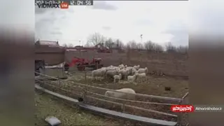 حمله قوچ به کودک بازیگوش