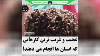 کارای عجیب وغریب ادما
