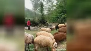 زندگی در طبیعت