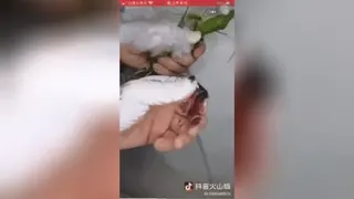 حیوانات لاکچری