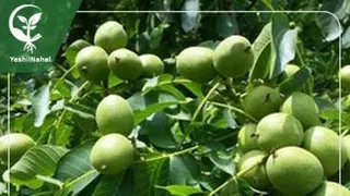 رضایت مشتری خریدار نهال از شرکت یشیل نهال