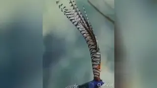 شالیزار خندان