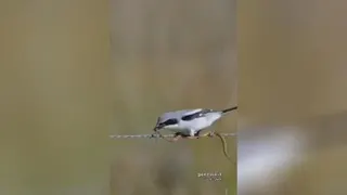 سنگ چشم، آلاگزنه یا مرغ قصاب