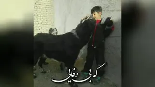 سگ گله باوفا