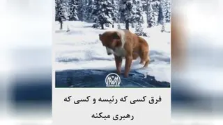 حیوانات