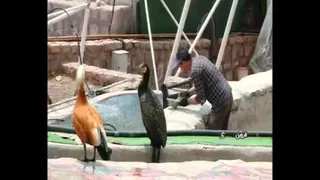 مردشجاع
