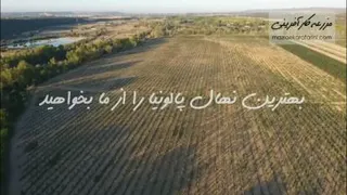 09915131382 پیش فروش نهال پالونیا فورتونی - نهال کشت بافتی پالونیا سریع الرشد