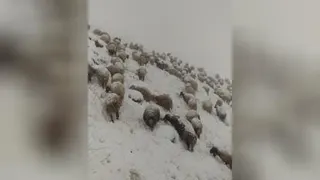 بهترین
