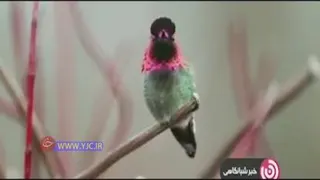پرنده‌ای خارق‌العاده که می‌تواند در یک دقیقه 62 بار رنگ عوض کند