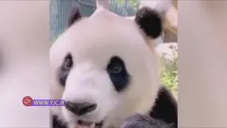 علاقه جالب خرس پاندا به بامبو