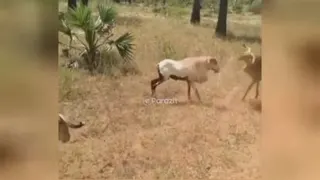 اصلا مشخص نیست کی با کی مشکل داره، فقط همدیگه رو میزنن، چقدر هم بد میزنن،