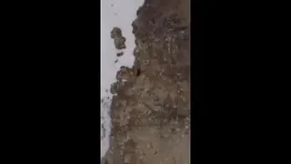 خرس کوچولو