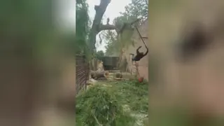 قطع درخت