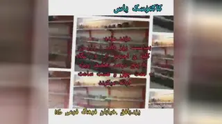 کاکتوسک یاس