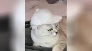 گربه کیوت