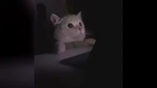 گربه بامزه