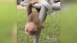 نبینی عمرت به باد رفته...😁