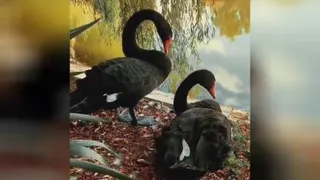 آواز قو