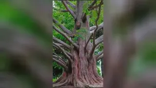 ترانه بسیار زیبای "ملکا ذکر تو گویم"