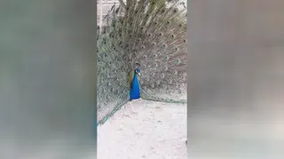 باغ پرندگان قمصر