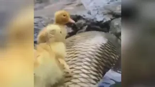 Animall