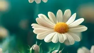 آهنگ ندیدم ، ماکان بند
