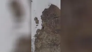 تلاش بچه خرس