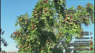 درخت روشنایی پسند_peterganco.com