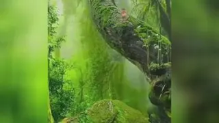آرامش خیال