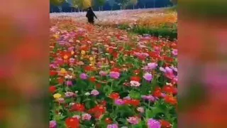 حال دلت کوک