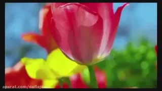 دعای سلامتی امام زمان (عج)