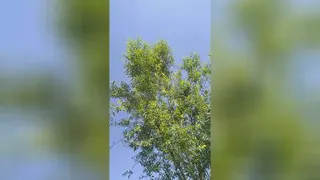 طبیعت بهاری
