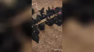 تخم مرغ