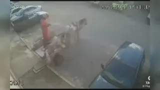 اتو پارک حرفه ای با الاغ