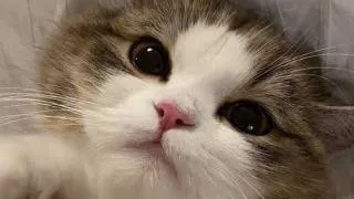 آیا میدونستی گربه داشتن برای سلامتی خوبه؟