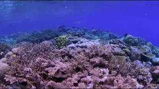 دقایقی با طبیعت آرام شویم