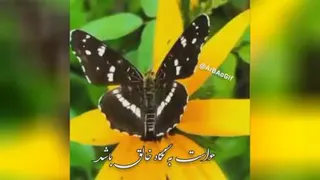 سلام صبح بخیر