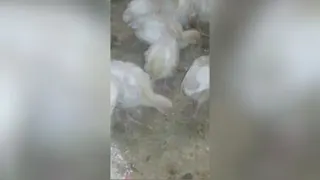 پرورش بوقلمون