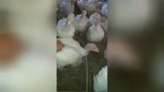 پرورش بوقلمون