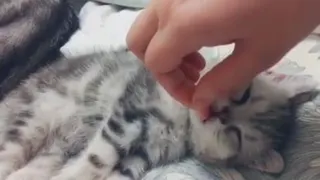 گربه باحال