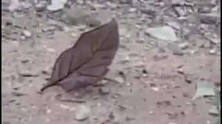 از مخلوقات عجیب خدا