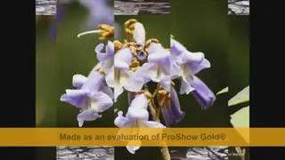 گل های.....